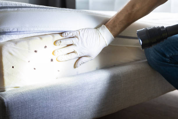 Best Mosquito Control Services  in Greenwood Village, CO